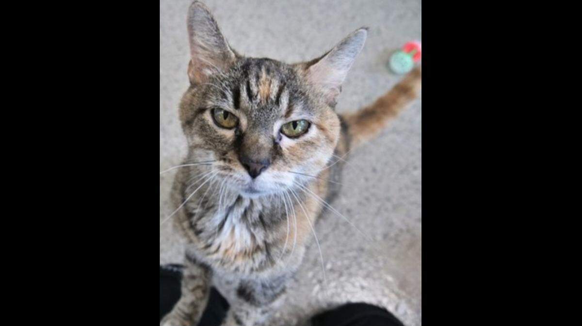 Amy would like all the pets, please and thank you.