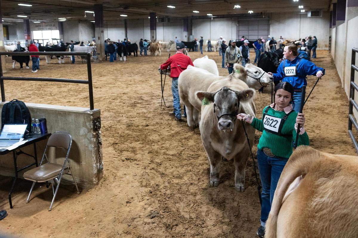 Junior steer show contestants line up with their steers to be judged for a possibility to win Grand Champion Steer of the Show at the Fort Worth Stock Show & Rodeo on Friday, Feb. 7, 2025.