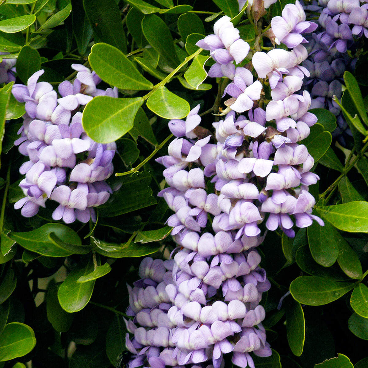 Texas Mountain laurel is a tall, evergreen shrub that’s well suited to alkaline soils and full sun. It is popular in South Texas.