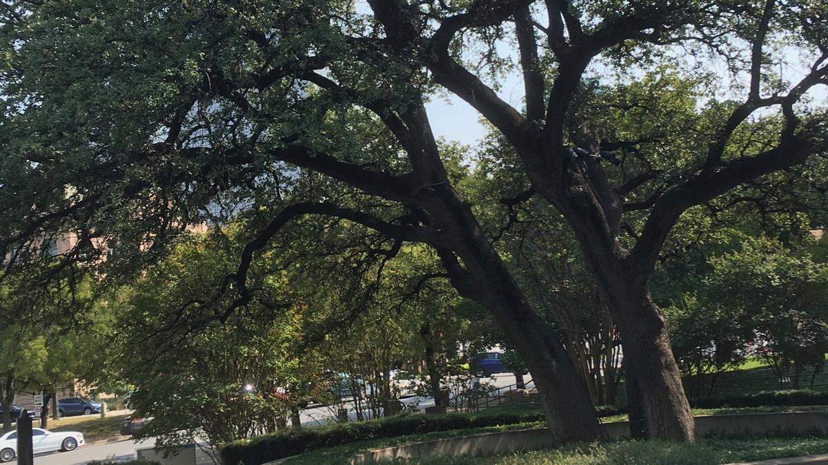 This small stand of live oak trees, near the corner of Houston and Belknap downtown, dates back to the first settlement in Fort Worth in 1849.