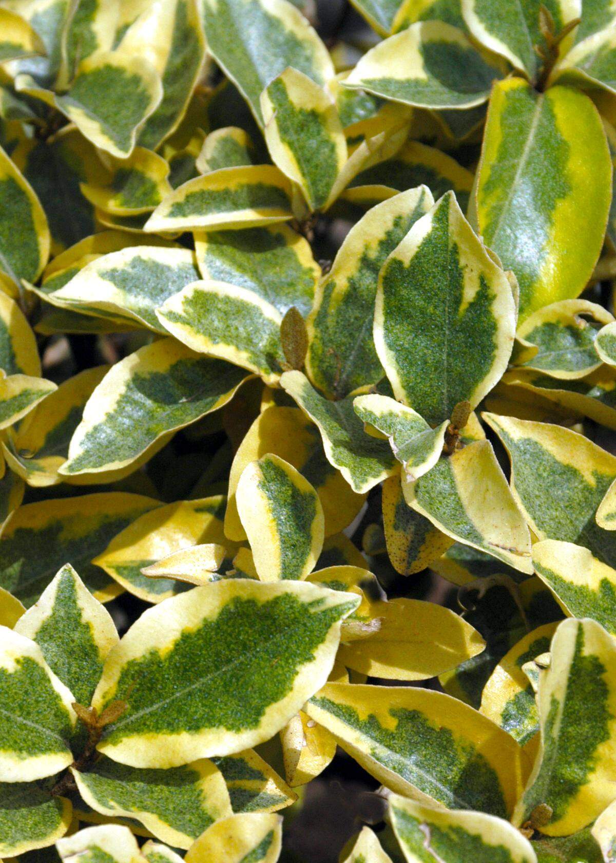 Variegated elaeagnus is compelling at the nursery but colors fade over time.