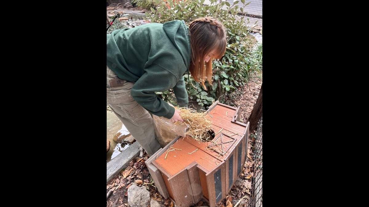 A zookeeper makes sure the duck houses at the Fort Worth Zoo are ready on Thursday, Jan. 22, ahead of the expected winter storm.