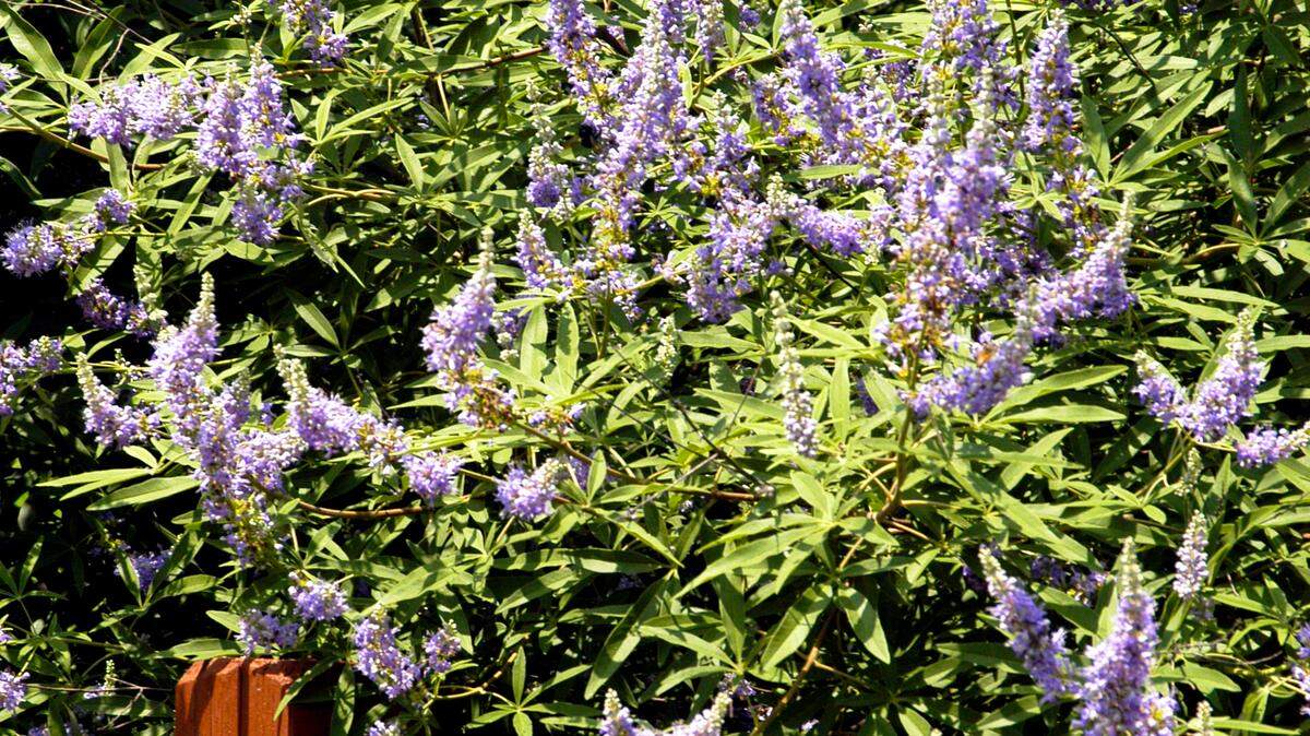 Vitex grows to be 12 to 15 feet tall and wide.