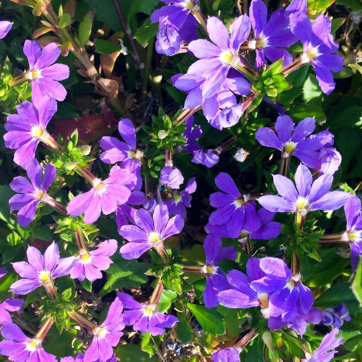 New blue wonder fanflower is a hanging basket or patio pot performer, but it’s also wonderful as a flower bed edging