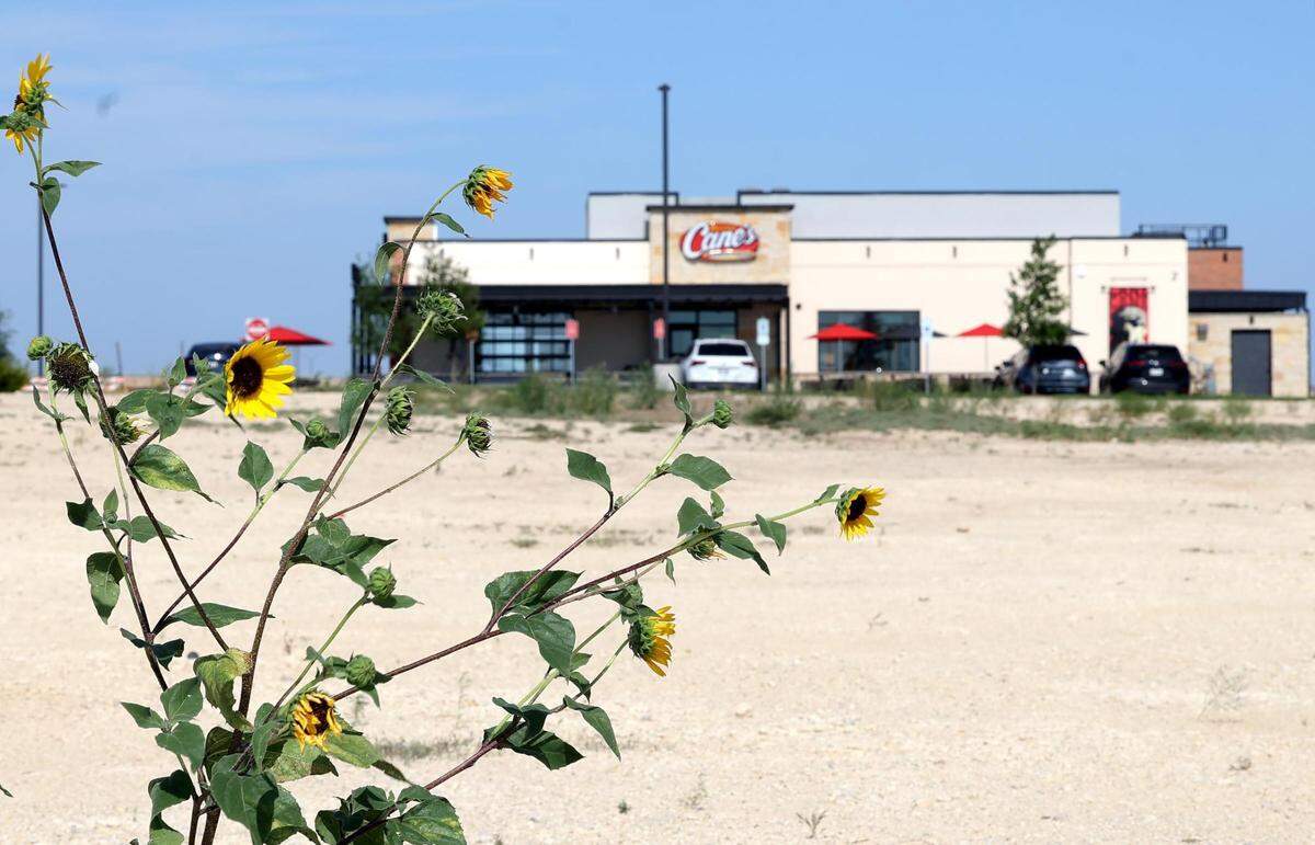 Wild sunflowers grow on an empty lot in front of a fast food restaurant. 