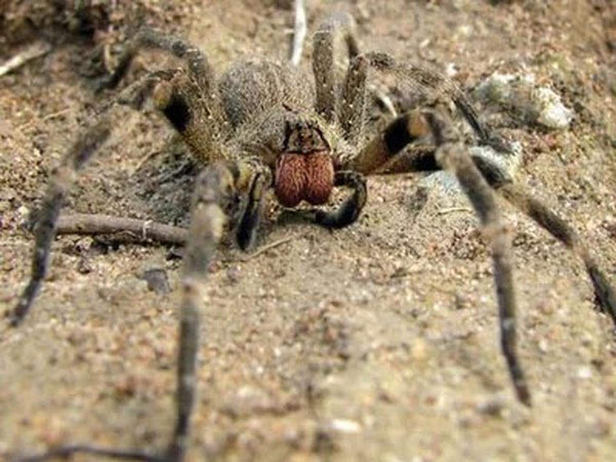Brazilian Wandering spider was voted as the 2007 most vulnerable animal by Guinness World Records. Not located in the U.S., this species of banana spider gives a painful bite but is rarely fatal.