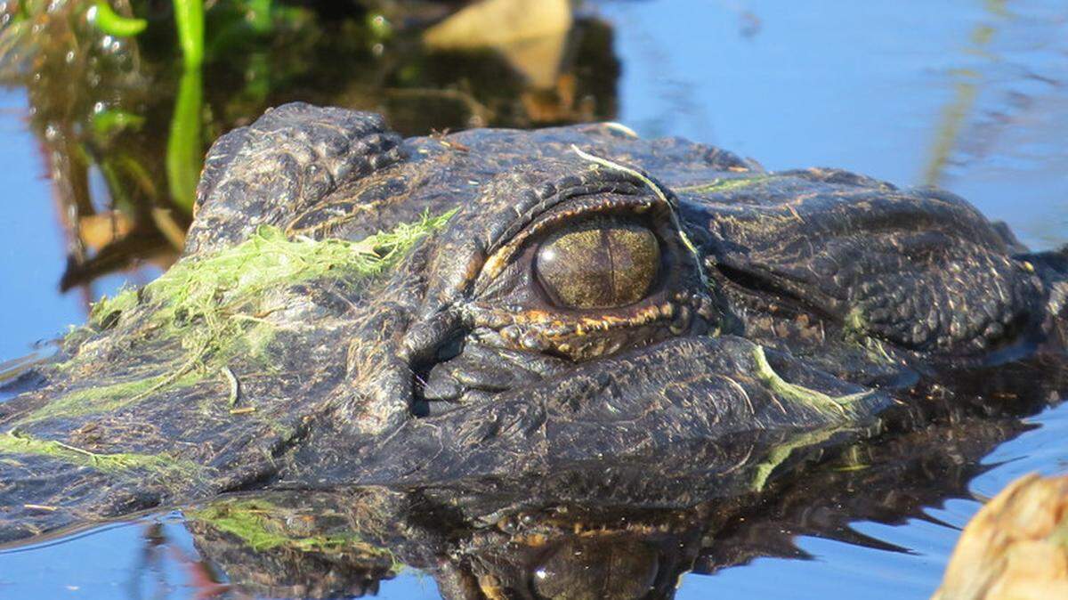 Researchers in Oklahoma have discovered that floating alligators keep half their brain awake as they sleep.