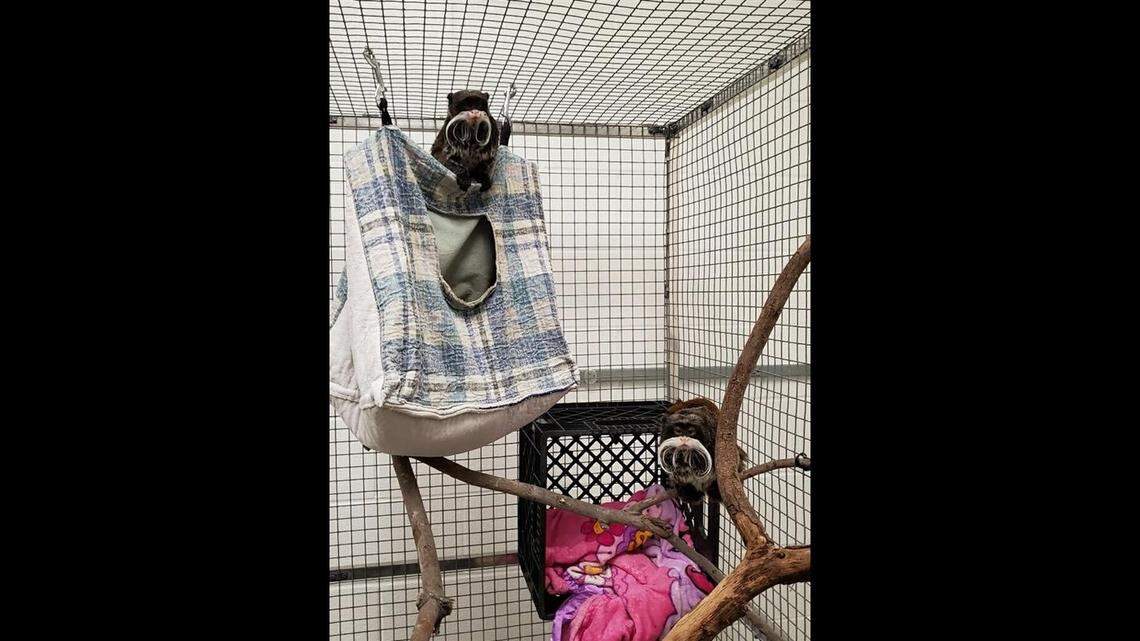 The missing Dallas Zoo monkeys that were recovered in Lancaster are safe but in a precautionary quarantine before they are returned to their habitat.