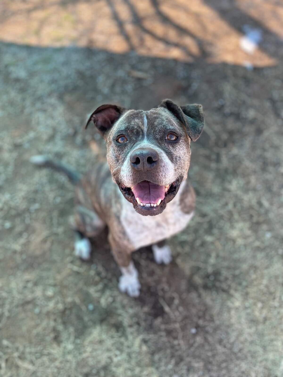 Like her name, Cookie (49261879) is the sweetest. She loves to be around people and is dog-friendly. The 50 lb 6-year-old is ready to be adopted at Chuck Silcox Animal Care & Adoption Center. If you’re interested in adopting Cookie, visit https://petango.com/Adoption-Application?animalId=49261879&shelterId=2323&_ga=2.7621872.310775129.1644518470-936010304.1644518470.