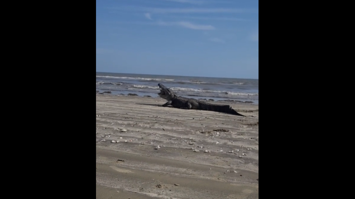 A Texas family stumbled onto a massive alligator feasting on prey while at a beach in Sea Rim State Park, video shows.