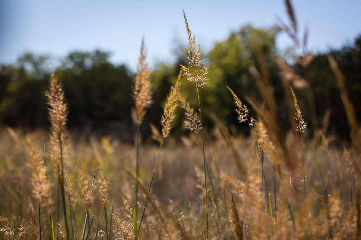 Native grasses and forbs flourish on Chuck Snakard’s property near Glen Rose, where he is restoring the native prairie.