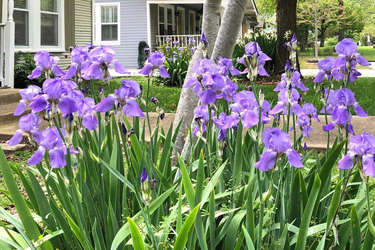 An established bed of iris.