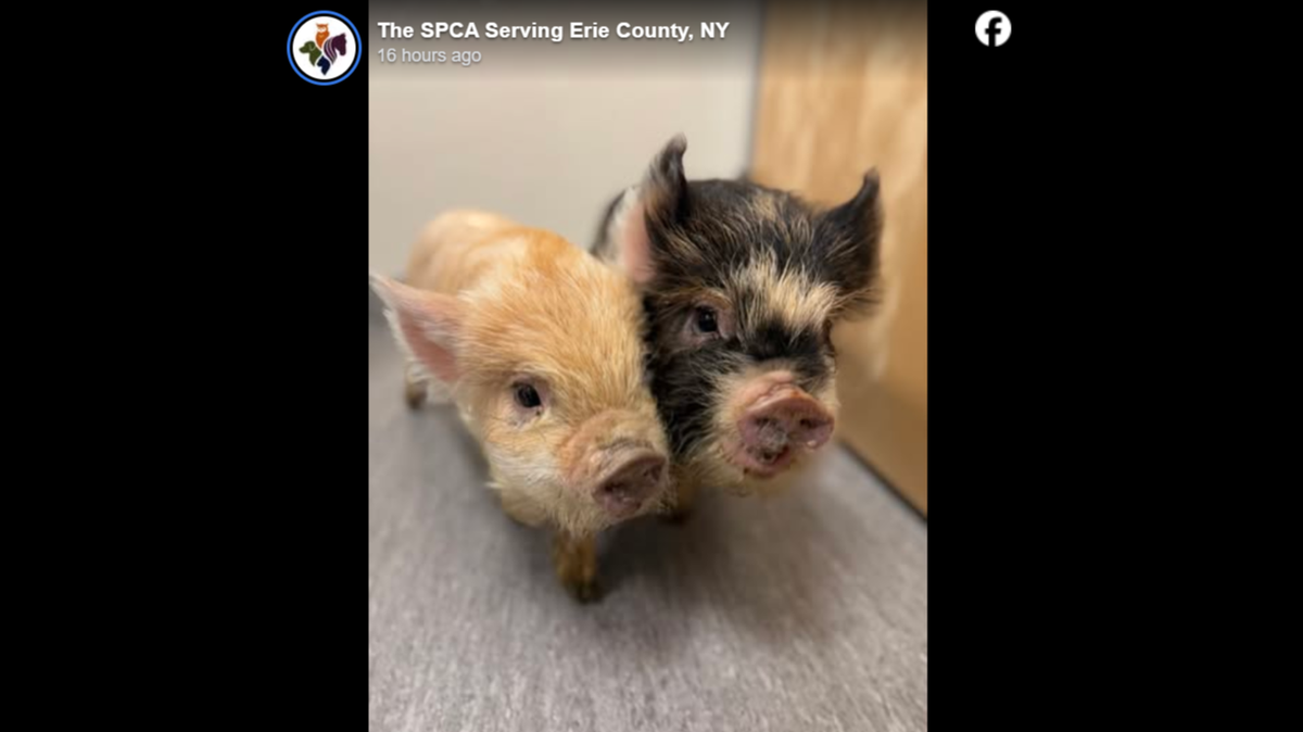 The adorable pigs had no clue what they were getting into.