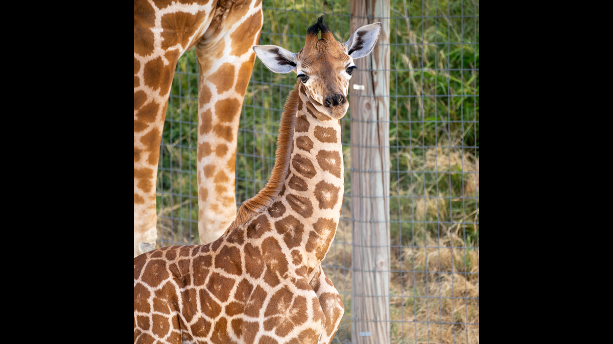 A Texas zoo is mourning the death of a baby giraffe that died as a result of a leg fracture.