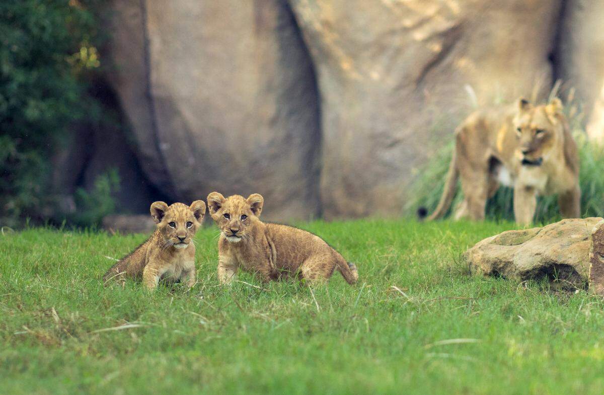 Siblings Imara, left, and Tamu at the Fort Worth Zoo. The lion cubs were born on June 29, 2025.