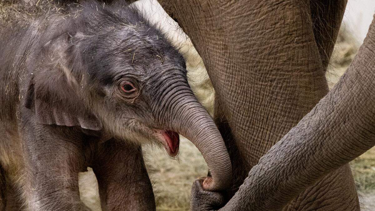 Fort Worth Zoo officials proudly announced the arrival of a healthy 37-inch tall, 270-pound male Asian elephant calf. He was born at 2 a.m. Feb. 23. 