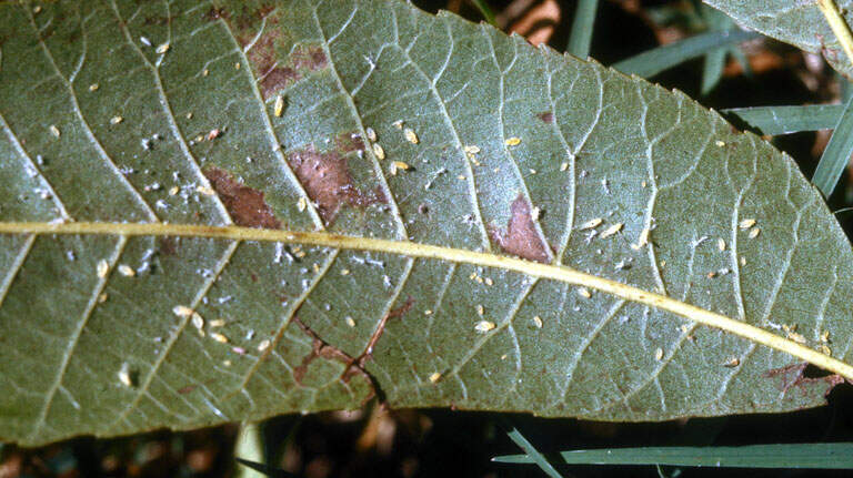 Aphids are causing a gooey, sticky mess in North Texas yards. Here’s how to clean it up
