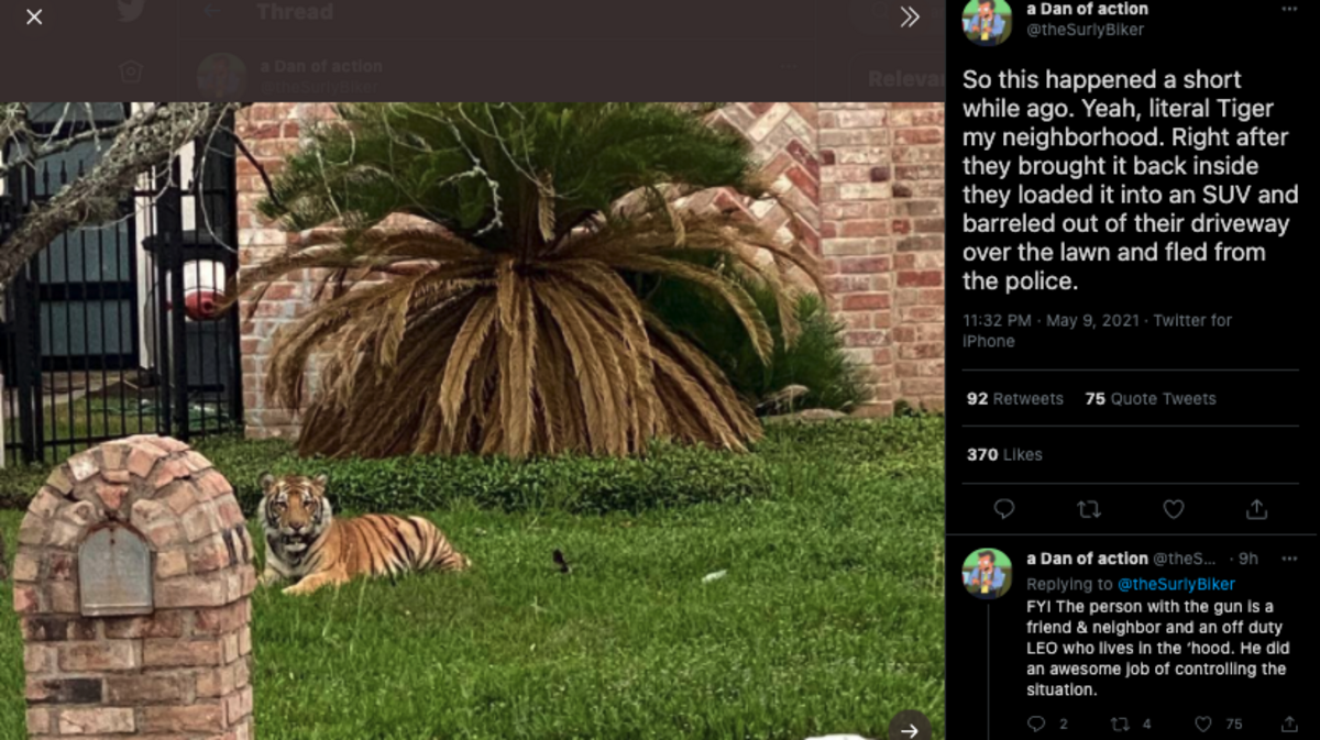 Neighbors in a Houston neighborhood spotted a tiger outside a home Sunday.