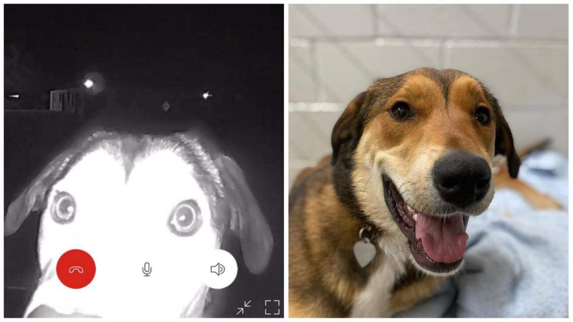 Bailey, a husky mix who got loose from her owner in El Paso, was discovered three days later outside her former animal shelter.