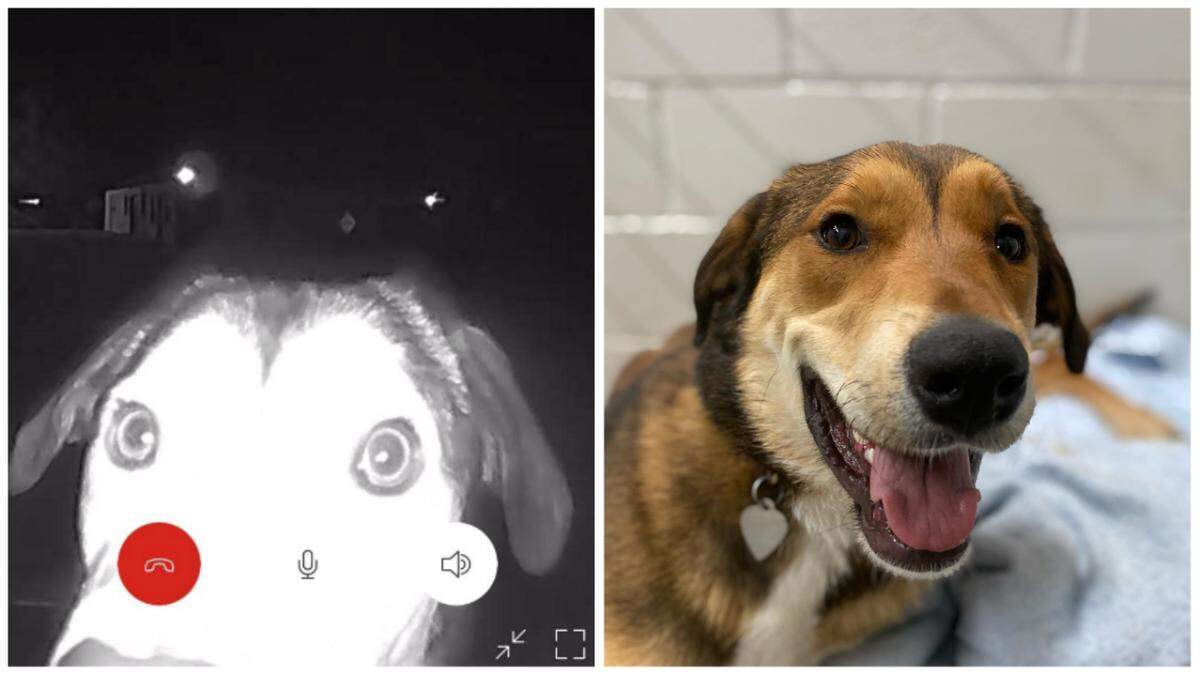 Bailey, a husky mix who got loose from her owner in El Paso, was discovered three days later outside her former animal shelter.
