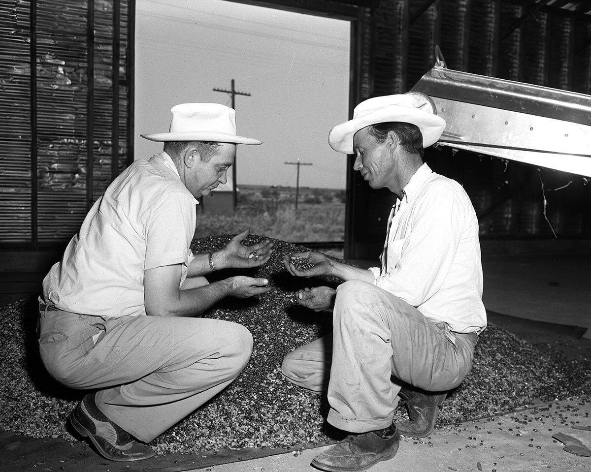 Sept. 6, 1952: Milton Wright, left, Tarrant County PMA administrator, and W. L. Selman Rendon, a farmer, examine some castor beans that have just been hulled in the new plant Keller.