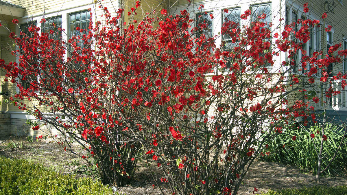 Prune flowering quince following its late winter bloom.
