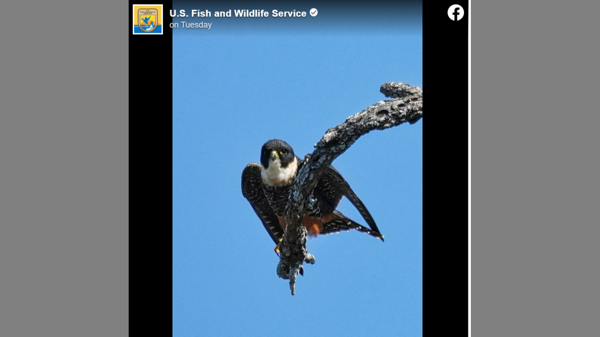 The bat falcon at the Texas refuge has drawn thousands of visitors since it was first spotted in recent months.