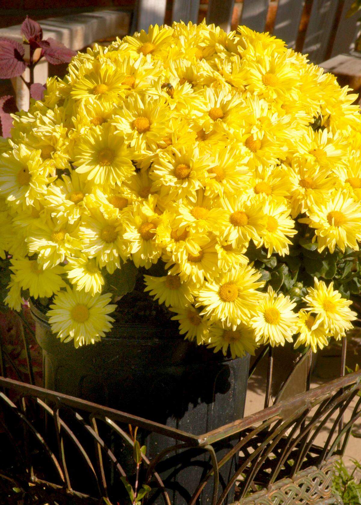 If mums are blooming, it must be fall.