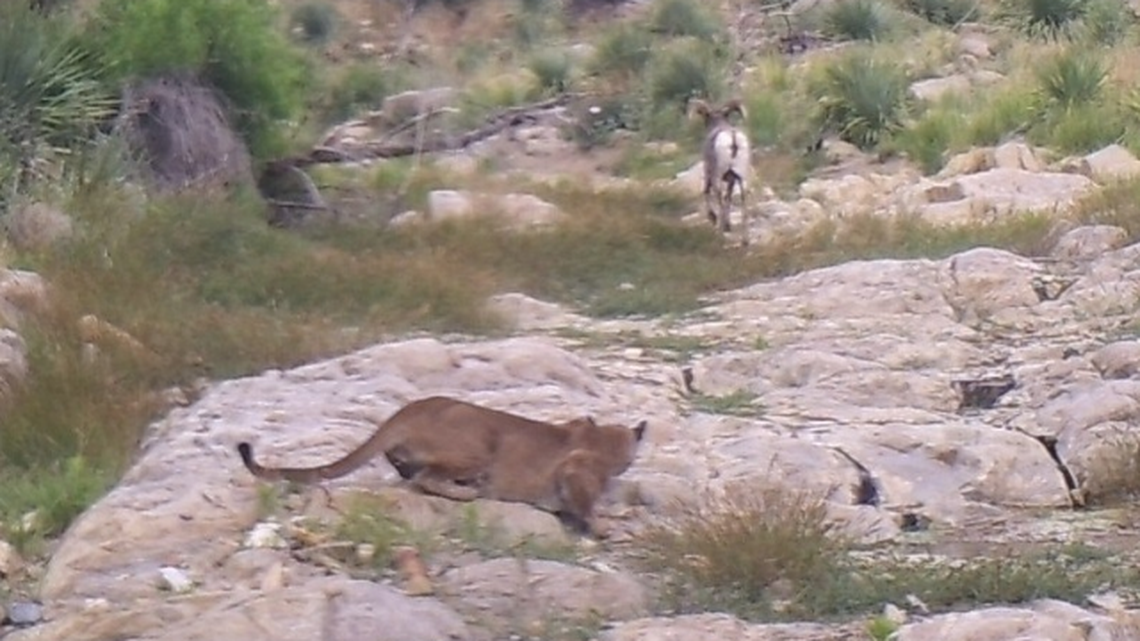 This photo shows the moments before a cougar killed a Rocky Mountain bighorn sheep that was far outside of its range in New Mexico.