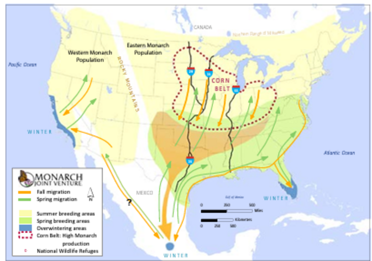 Texas Parks and Wildlife outlines the Monarch butterfly migration in both fall and spring throughout North America.