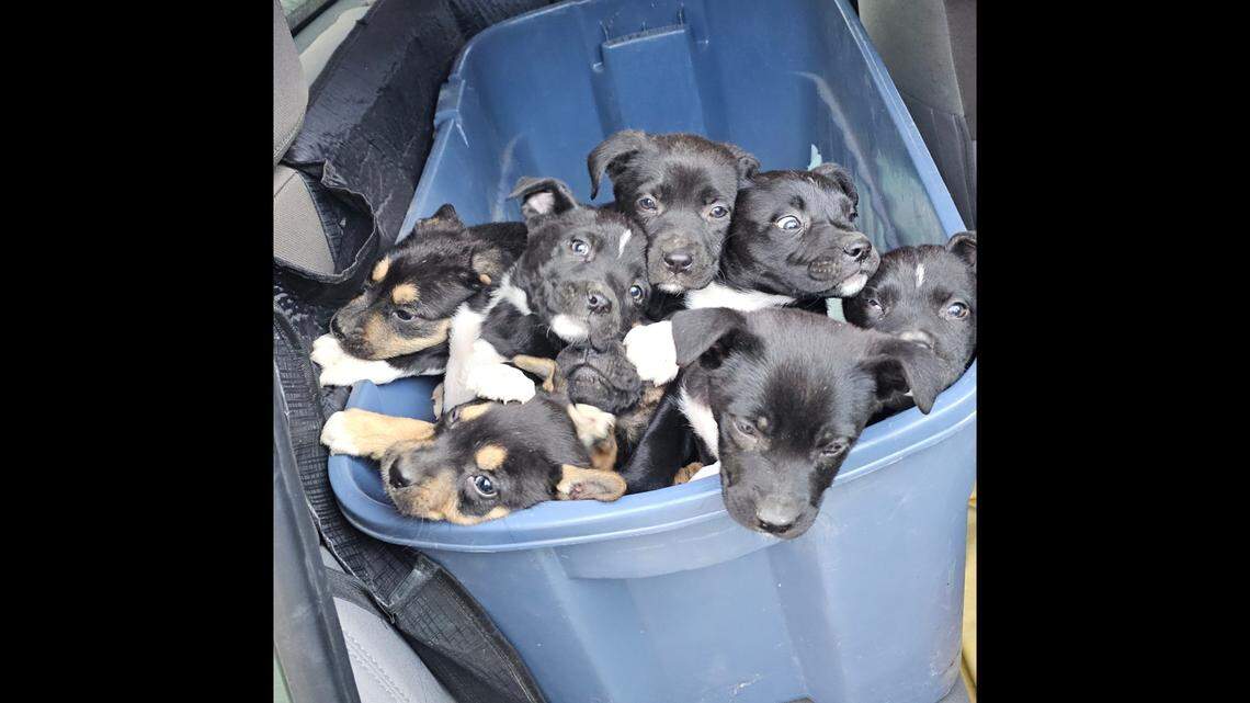 A volunteer with the Humane Society of North Texas rescued eight puppies he found abandoned in a trash can at Crestwood Park in Fort Worth on New Year’s Day 2025.