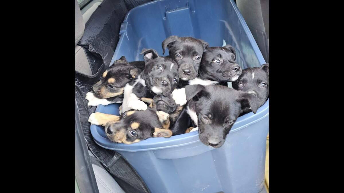 A volunteer with the Humane Society of North Texas rescued eight puppies he found abandoned in a trash can at Crestwood Park in Fort Worth on New Year’s Day 2025.