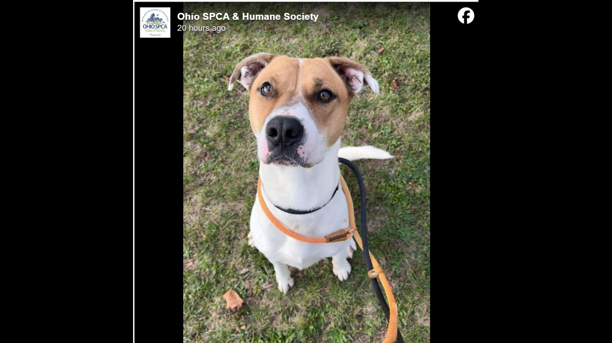Mozart is a 2-year-old Boxer mix.