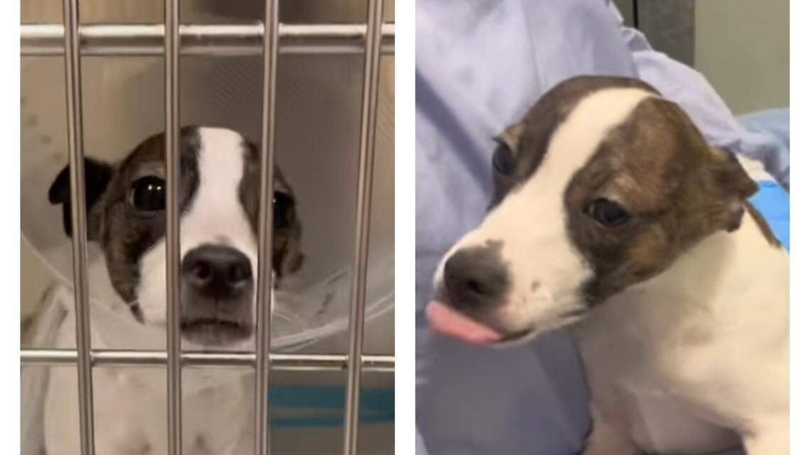 Lily is on the mend.