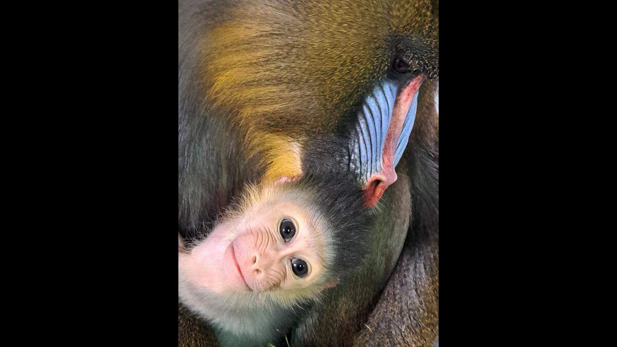Ruby was born on Jan. 11 at the Fort Worth Zoo, the third mandrill ever born in the history of the zoo.