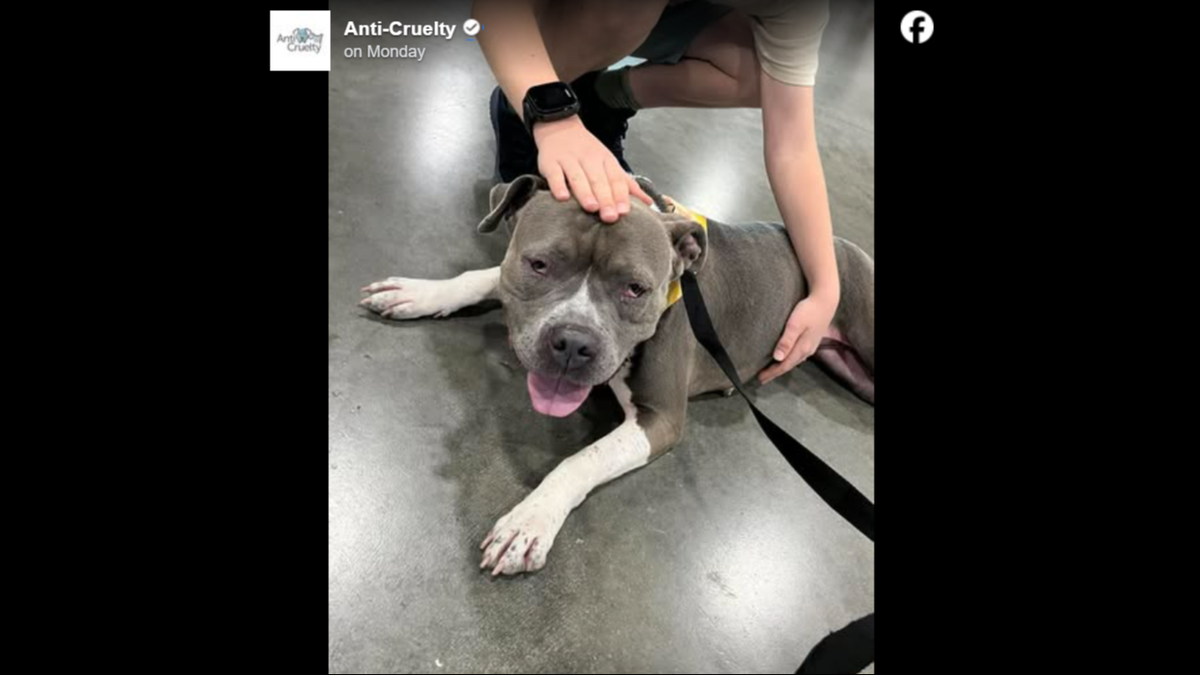 Cordelia just needs one special person to see her for the loving pup she really is