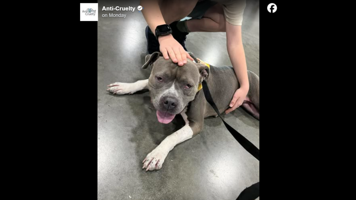 Every dog got adopted at event — except for one heartbroken pup. ‘No one stopped’