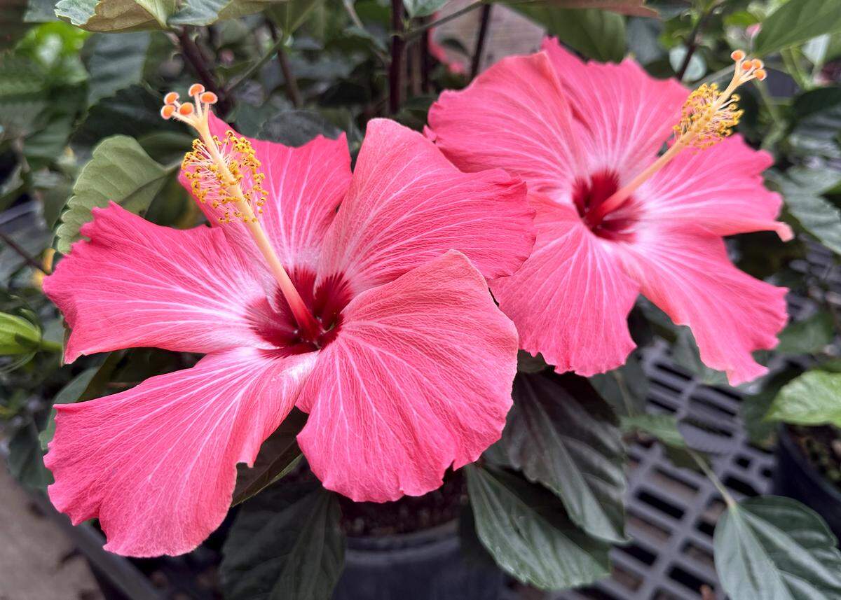 Pink tropical hibiscus must be protected from frost.