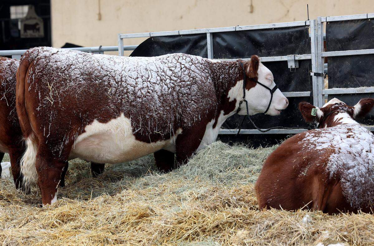 Snow clings to the hide of cattle at the Fort Worth Stock Show &Rodeo on Sunday, Jan. 25, 2026, in Fort Worth. The stock show continued despite the winter weather. Communications director Matt Brockman encouraged folks coming to the show to bundle up and travel safe if they plan on coming this weekend
