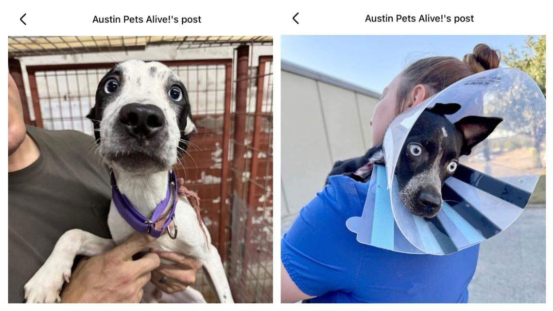 Two of the pups rescued