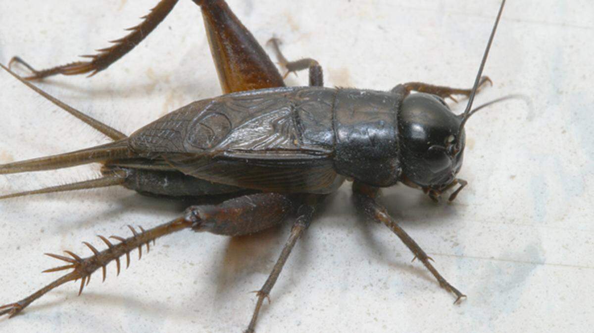 The black field cricket.