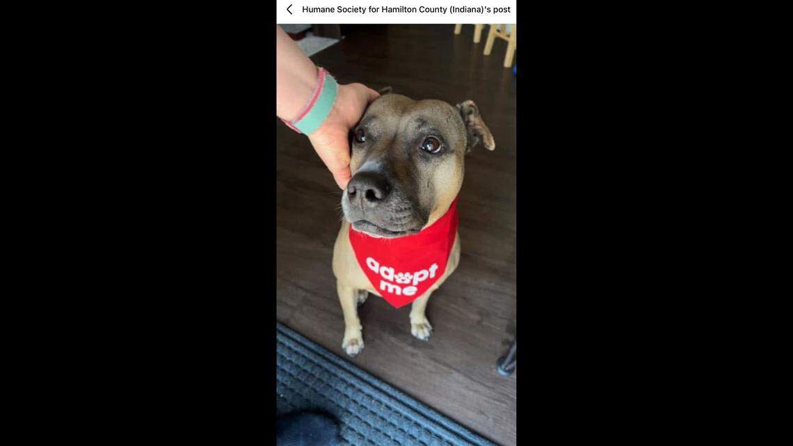 The camera adores Piper.