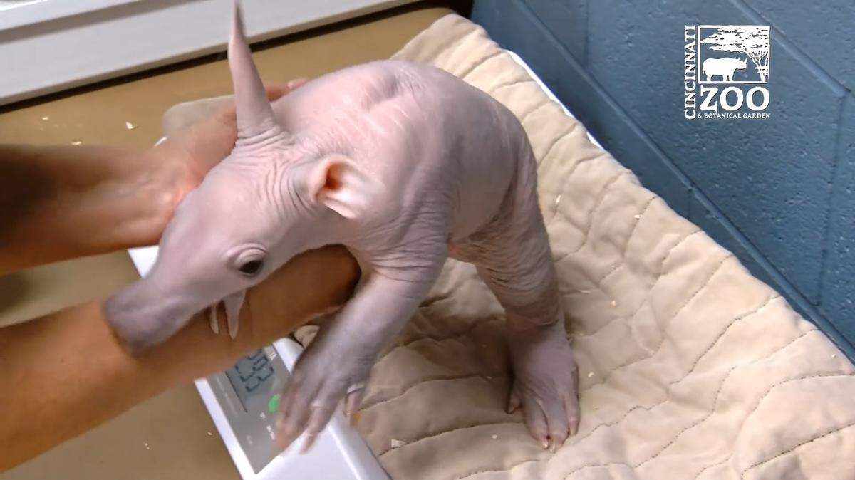 A baby aardvark at the Cinncinati Zoo and Botanical Gardens attempts to escape from his fate of.... being weighed.