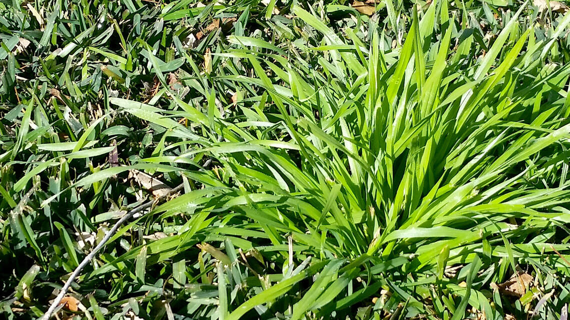 Time for spring maintenance chores. Here’s your checklist for North Texas landscapes