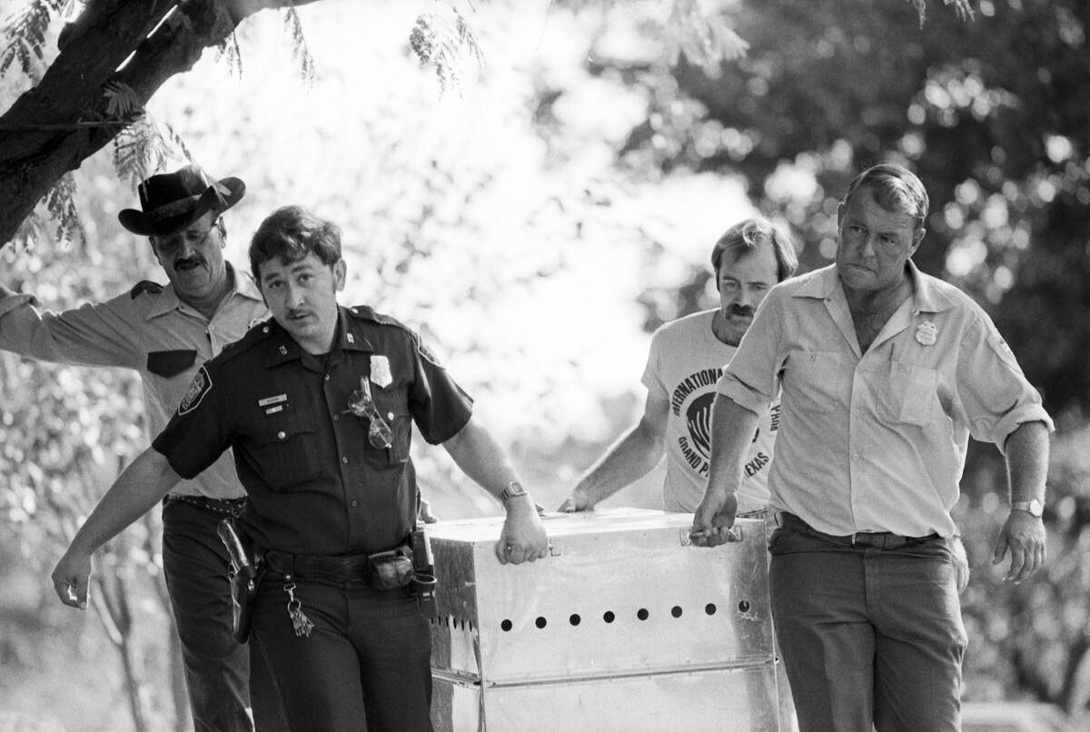 Officials seize a jaguar from the home of Karen Louise Hobbs in Fort Worth, 1982. 