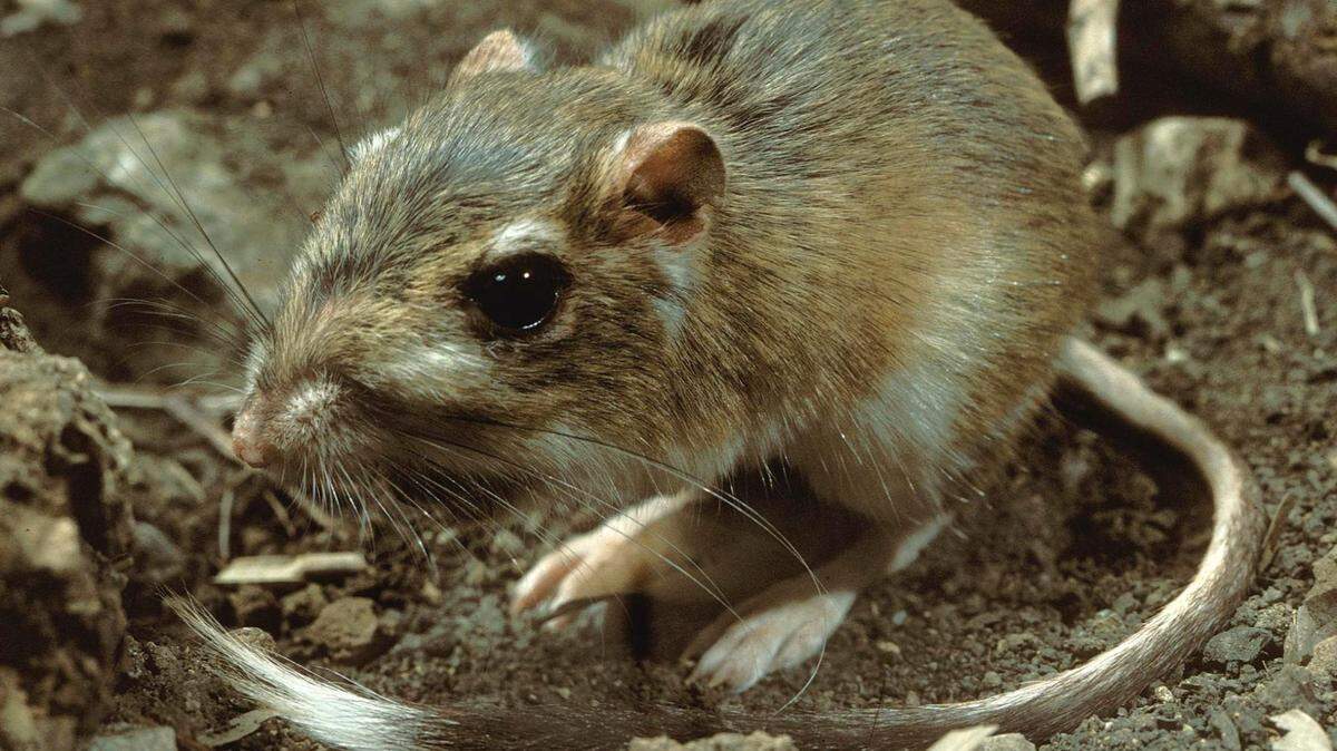 The Texas Kangaroo rat could be added as an endangered species.