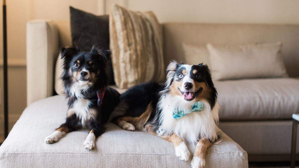 Pooches at the Four Seasons Hotel in Austin, the No. 10 best pet-friendly hotel in the country according to USA Today.