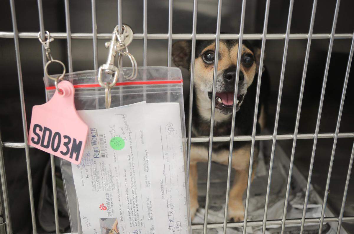 The  Chuck Silcox Animal Care and Control Center in Fort Worth, is at their capacity for sheltering dogs and is offering $10 adoptions to help relieve the overcrowding.
