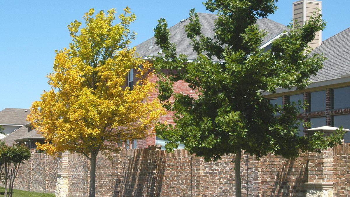 This photo shows a chlorotic pin oak, left, next to a healthy Shumard red oak. Whenever possible, opt away from plants that need strongly acidic soil and that tend to turn yellow in alkaline conditions.