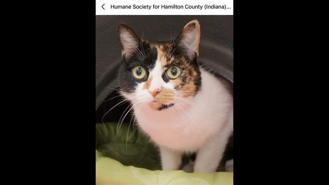 Queen Caesar needs a home where she can finally relax.